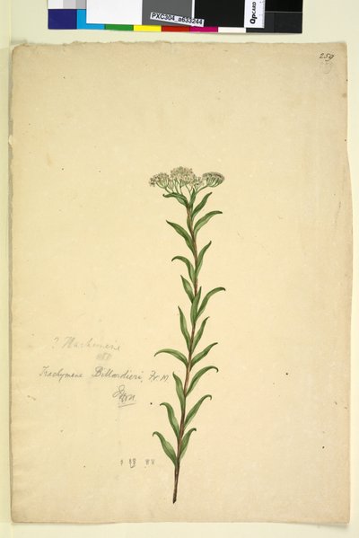 Page 259. Trachymene by John William Lewin